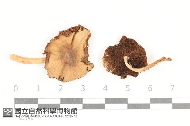 登錄號:F0038100藏品圖，第1張