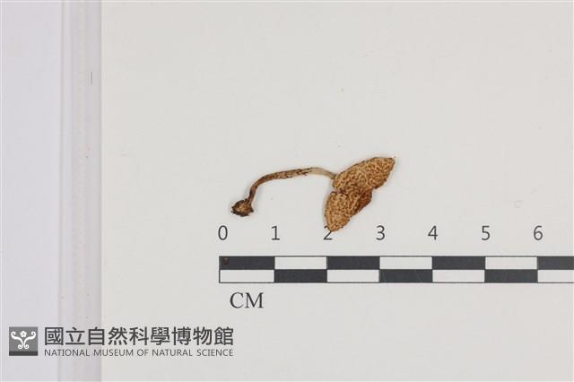 登錄號:F0036100藏品圖，第1張