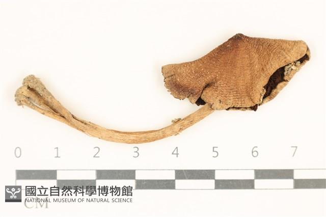 登錄號:F0037100藏品圖，第1張