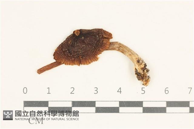 登錄號:F0038000藏品圖，第1張