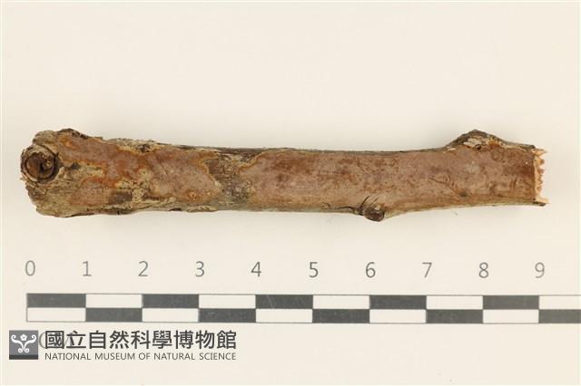 刺革菌屬藏品圖，第1張