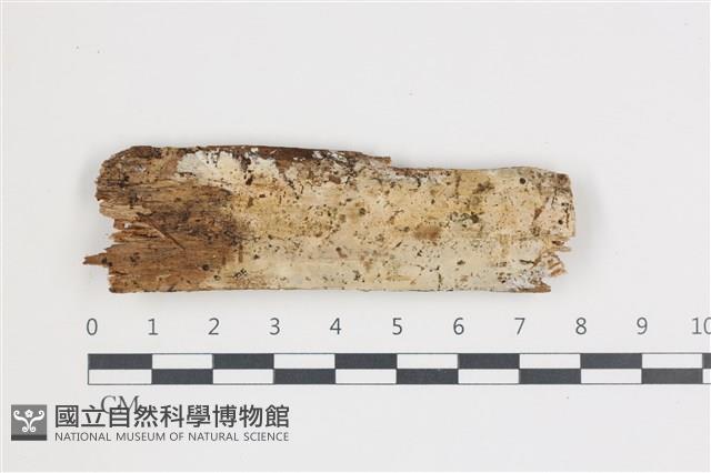 登錄號:F0036000藏品圖，第1張