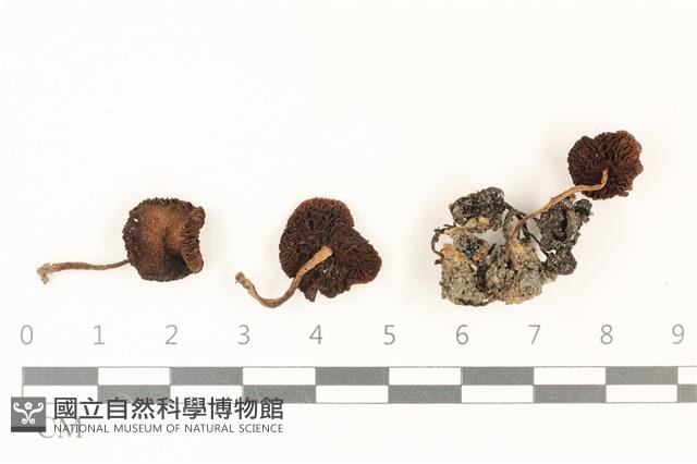 登錄號:F0037000藏品圖，第1張