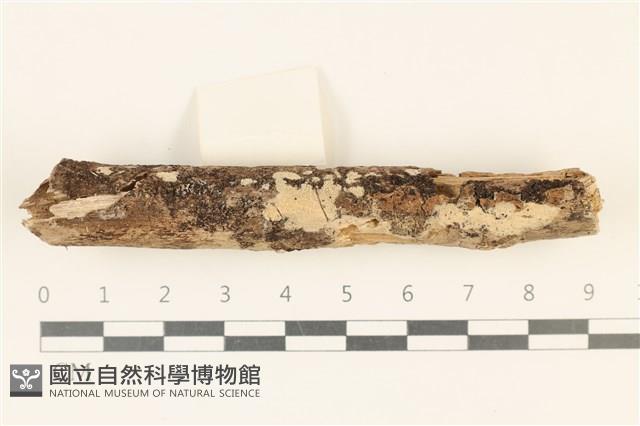 登錄號:F0019000藏品圖，第1張