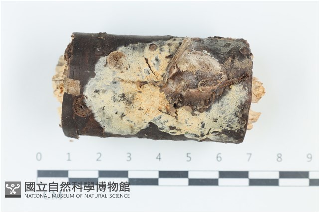登錄號:F0039000藏品圖，第1張