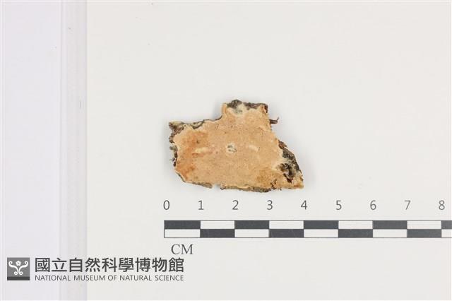 登錄號:F0036300藏品圖，第1張