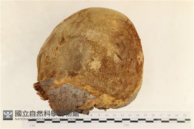 金邊纖孔菌藏品圖，第1張