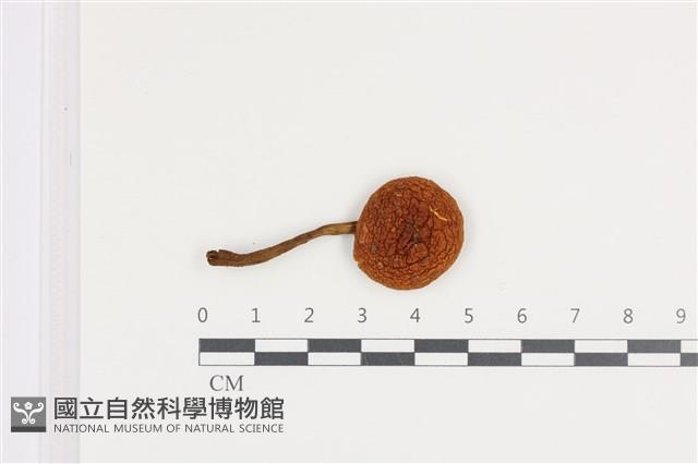 登錄號:F0036210藏品圖，第1張
