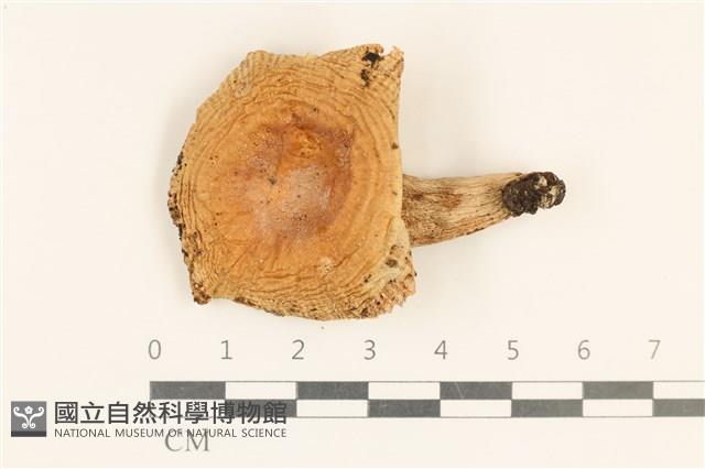 登錄號:F0037210藏品圖，第1張
