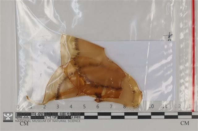 登錄號:F0035210藏品圖，第1張