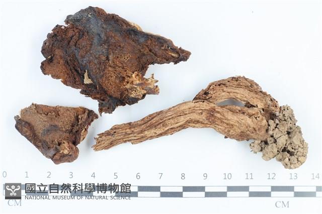 登錄號:F0038810藏品圖，第1張