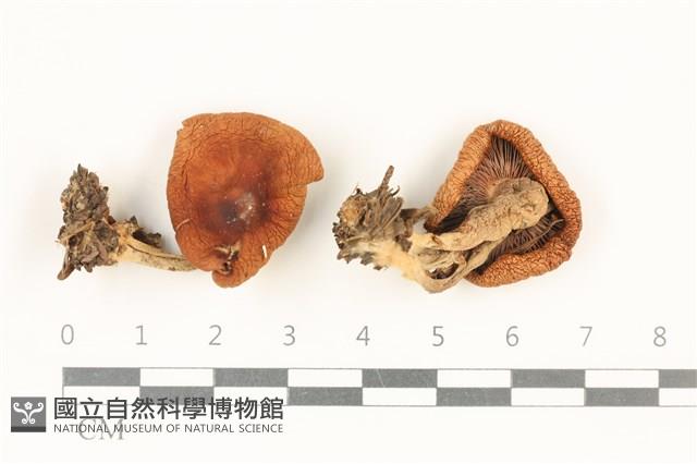 登錄號:F0037810藏品圖，第1張