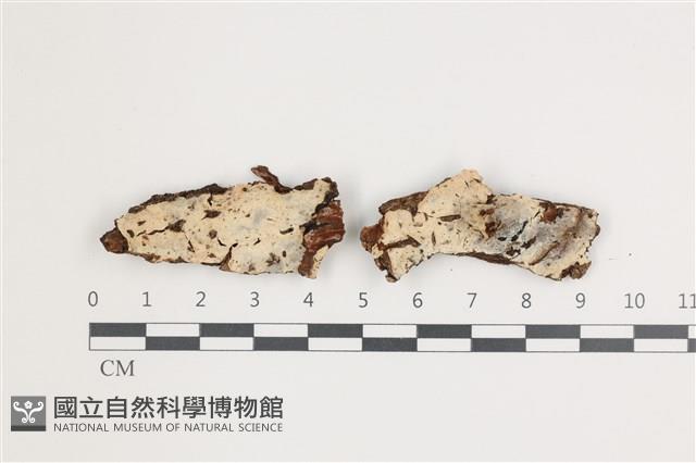 針齒銳岩菌藏品圖，第1張