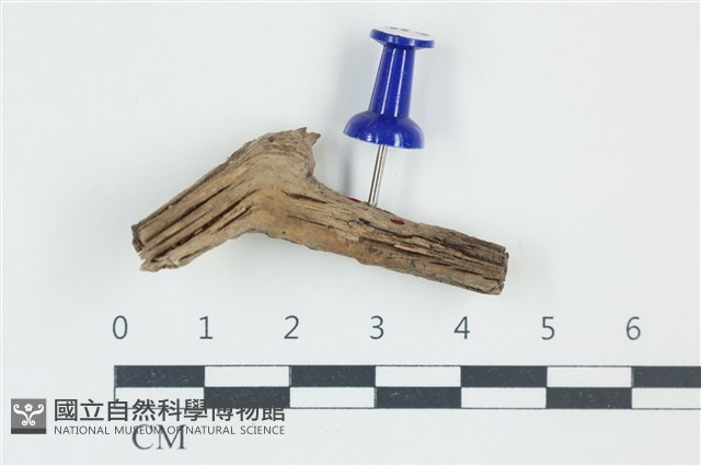 登錄號:F0038910藏品圖，第1張