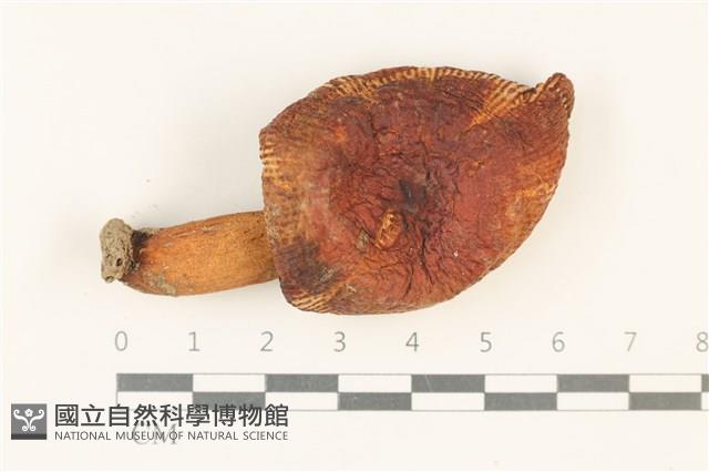 登錄號:F0037910藏品圖，第1張