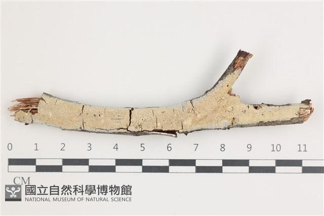 登錄號:F0035910藏品圖，第1張