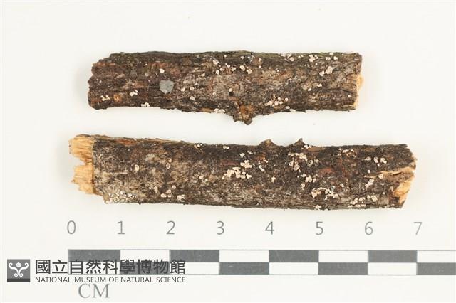 登錄號:F0038610藏品圖，第1張