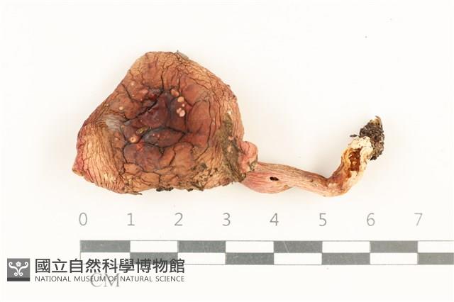 紅菇屬藏品圖，第1張