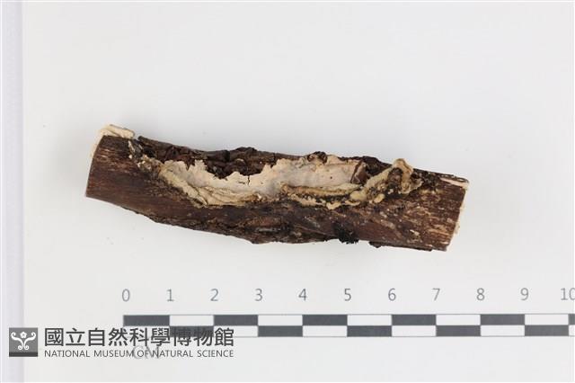 登錄號:F0035610藏品圖，第1張