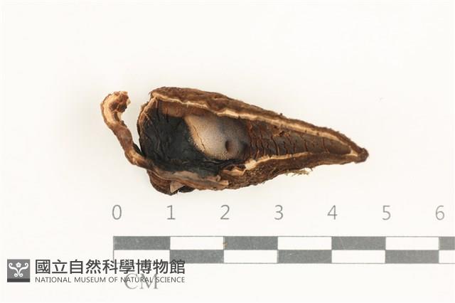 登錄號:F0038410藏品圖，第1張