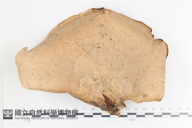 登錄號:F0036410藏品圖，第1張
