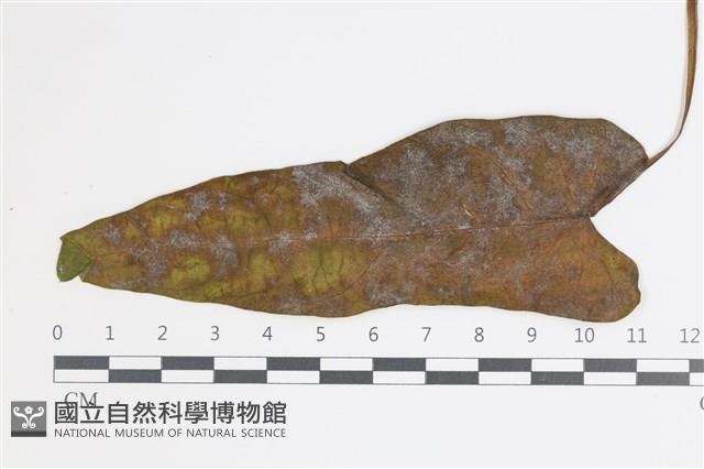 登錄號:F0035410藏品圖，第1張
