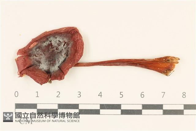 紅菇屬藏品圖，第1張