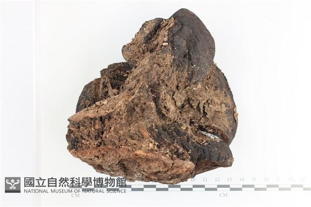 登錄號:F0036710藏品圖，第1張