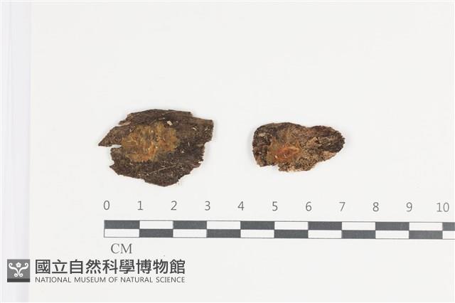 登錄號:F0035710藏品圖，第1張