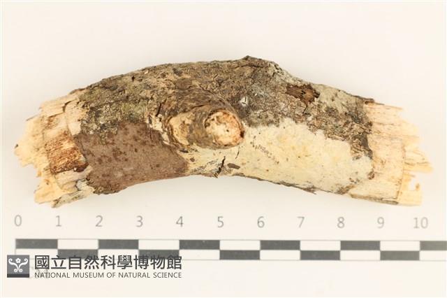 登錄號:F0038510藏品圖，第1張