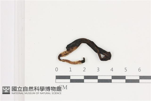 登錄號:F0036510藏品圖，第1張