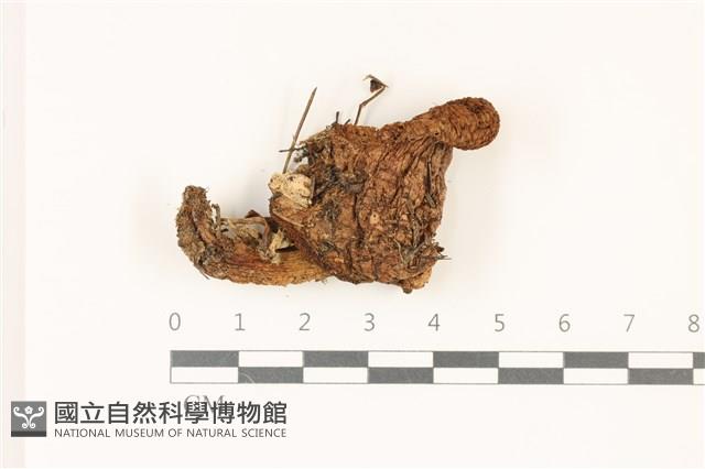 登錄號:F0037510藏品圖，第1張