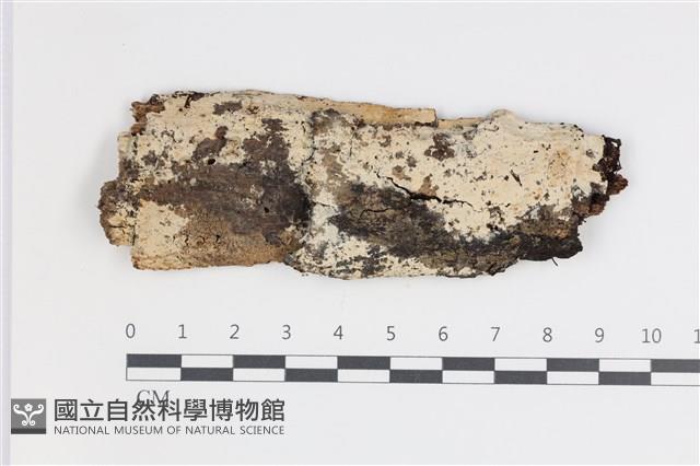 剛毛絲皮菌藏品圖，第1張