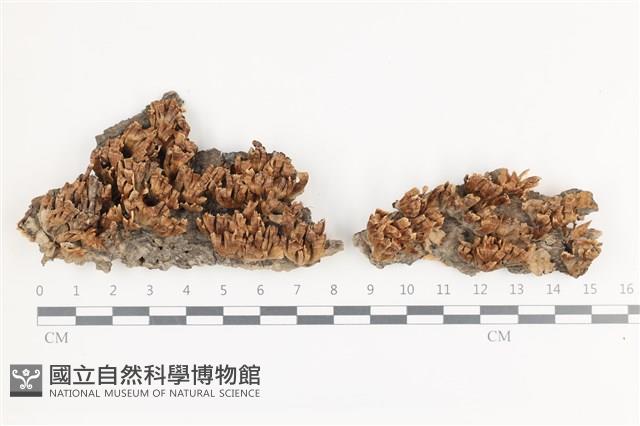 登錄號:F0036110藏品圖，第1張