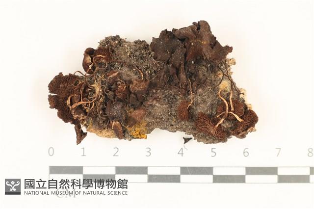 登錄號:F0037110藏品圖，第1張