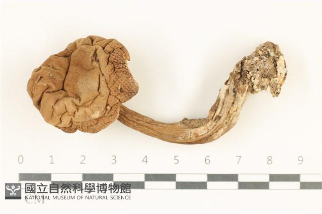登錄號:F0038010藏品圖，第1張