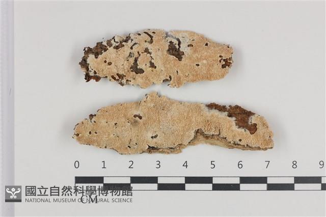 登錄號:F0036010藏品圖，第1張