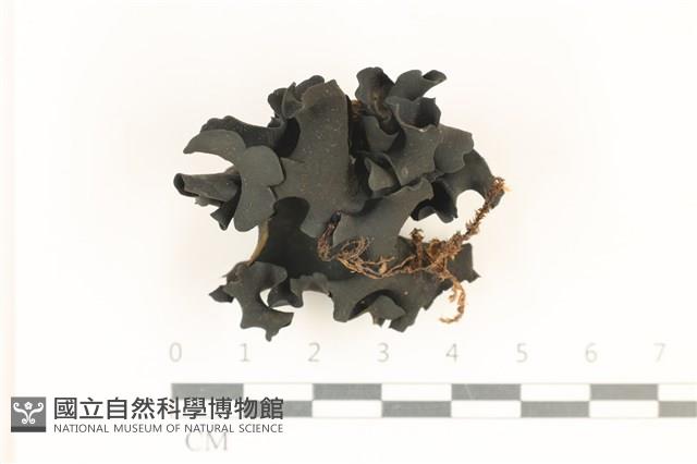 登錄號:F0037010藏品圖，第1張