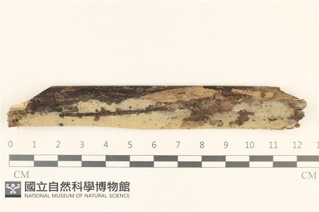 登錄號:F0019010藏品圖，第1張