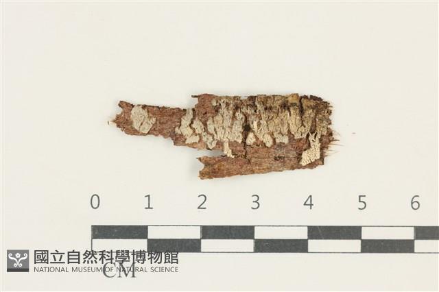 登錄號:F0038310藏品圖，第1張