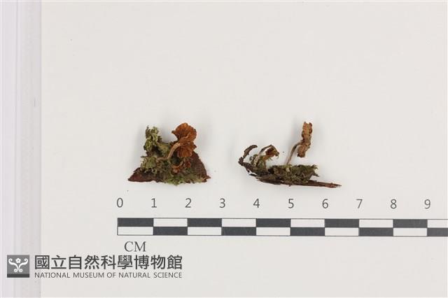 登錄號:F0036310藏品圖，第1張