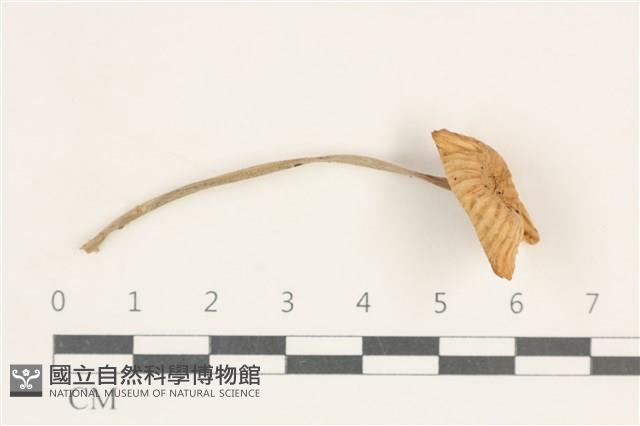 館號:F0038250藏品圖，第1張