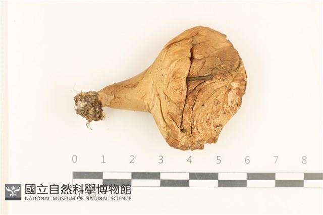 登錄號:F0037250藏品圖，第1張
