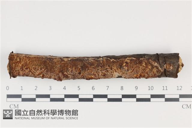 登錄號:F0035250藏品圖，第1張