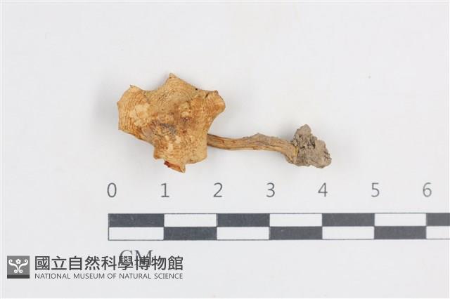 登錄號:F0038850藏品圖，第1張