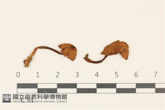 登錄號:F0036850藏品圖，第1張