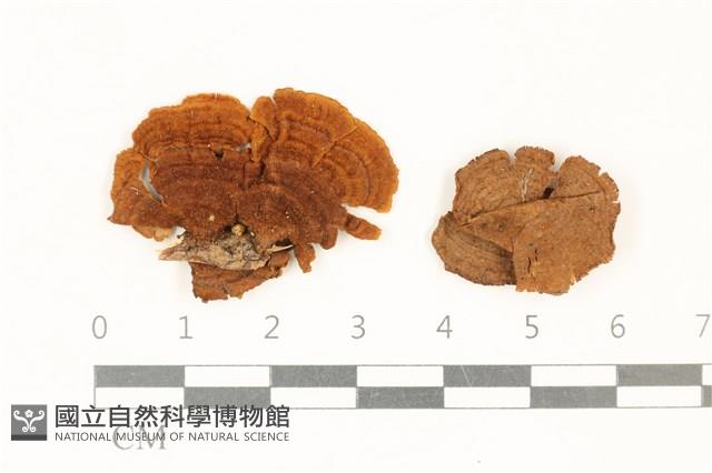 登錄號:F0017850藏品圖，第1張