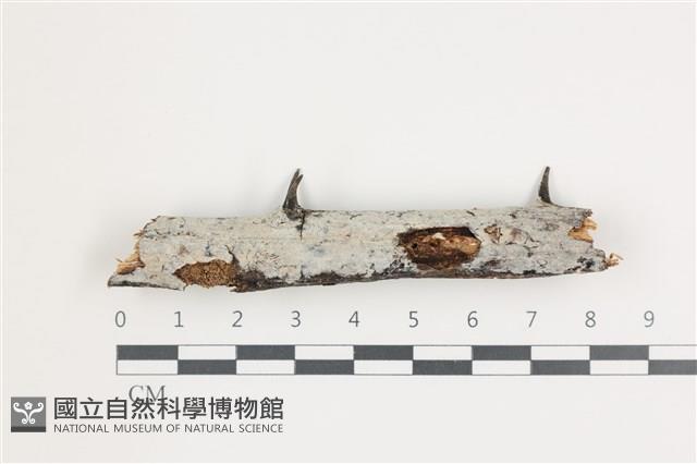 齒耳菌屬藏品圖，第1張