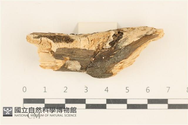 登錄號:F0019850藏品圖，第1張