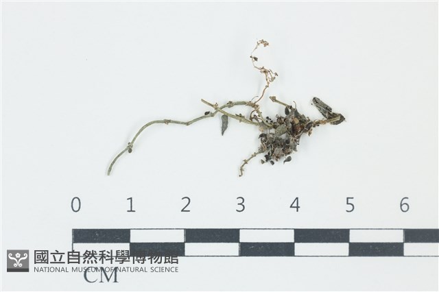 登錄號:F0038950藏品圖，第1張
